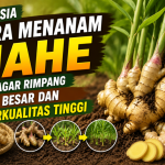 Cara Menanam Jahe