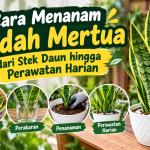 Cara Menanam Lidah Mertua