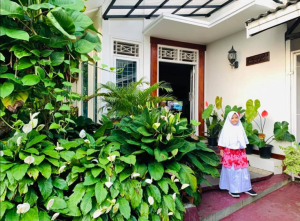 Cara Menanam Peace Lily