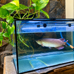 Cara Menanam Sirih Gading di Aquarium