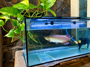 Cara Menanam Sirih Gading di Aquarium
