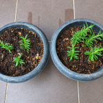 Cara Menanam Tanaman Rosemary