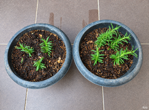 Cara Menanam Tanaman Rosemary