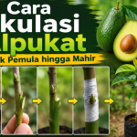 Cara Okulasi Alpukat