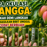 Cara Okulasi Mangga
