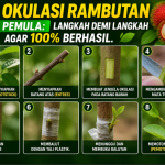 Cara Okulasi Rambutan
