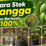 Cara Stek Mangga