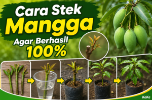 Cara Stek Mangga