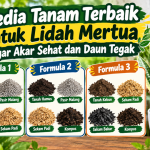 Media Tanam Terbaik untuk Lidah Mertua