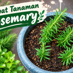 Merawat Tanaman Rosemary